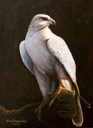 Gyrfalcon on the glove
